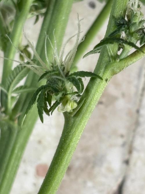 OG Kush - Zamnesia free seeds. Week 8 - Herm