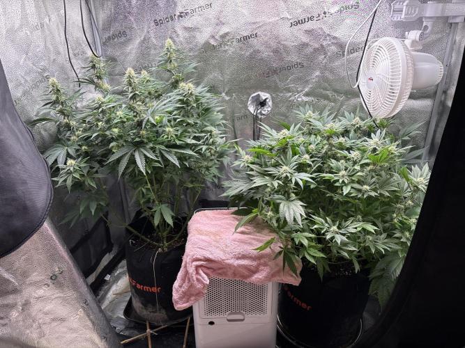 OG Kush - Zamnesia free seeds. Week 8 - Pls ganja gods bless me and let my 2 last girls survive