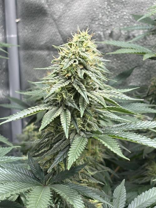 OG Kush - Zamnesia free seeds. Week 9