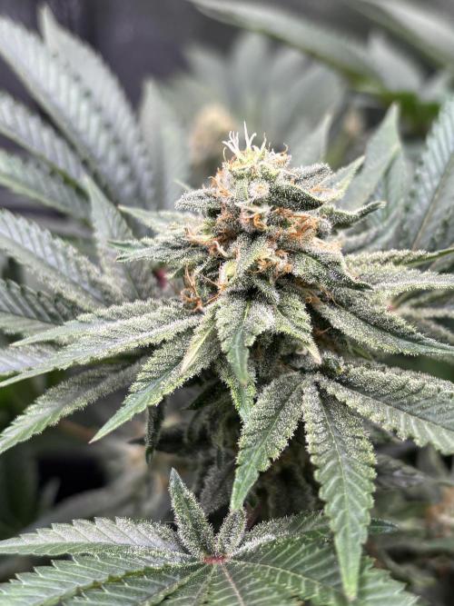 OG Kush - Zamnesia free seeds. Week 9 - Pollinated bud. My hearth breaks. 