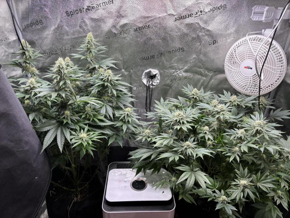 OG Kush - Zamnesia free seeds. Week 10 - right plant got cut down
