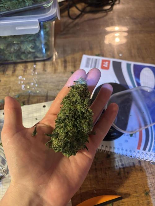 OG Kush - Zamnesia free seeds. Week 11