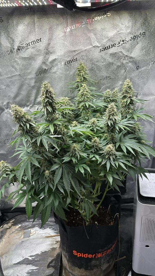 OG Kush - Zamnesia free seeds. Week 11