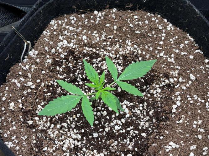Amsterdam Amnesia: Dutch passion. Week 2