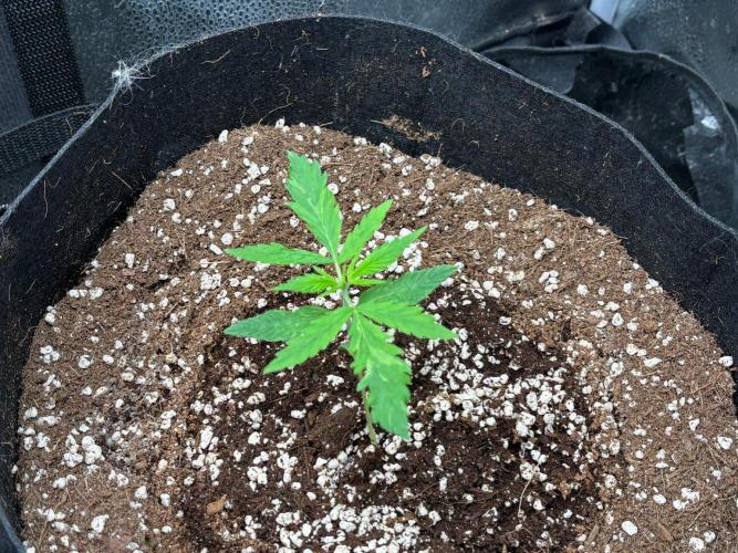 Amsterdam Amnesia: Dutch passion. Week 2
