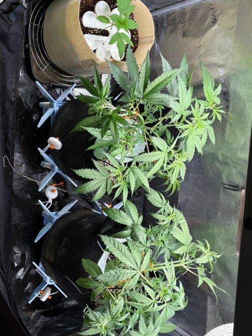 Amsterdam Amnesia: Dutch passion. Week 5 - 4/10