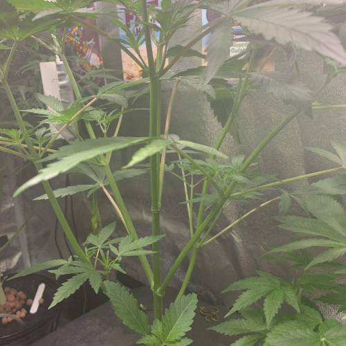 Mixed auto dwc . Week 9