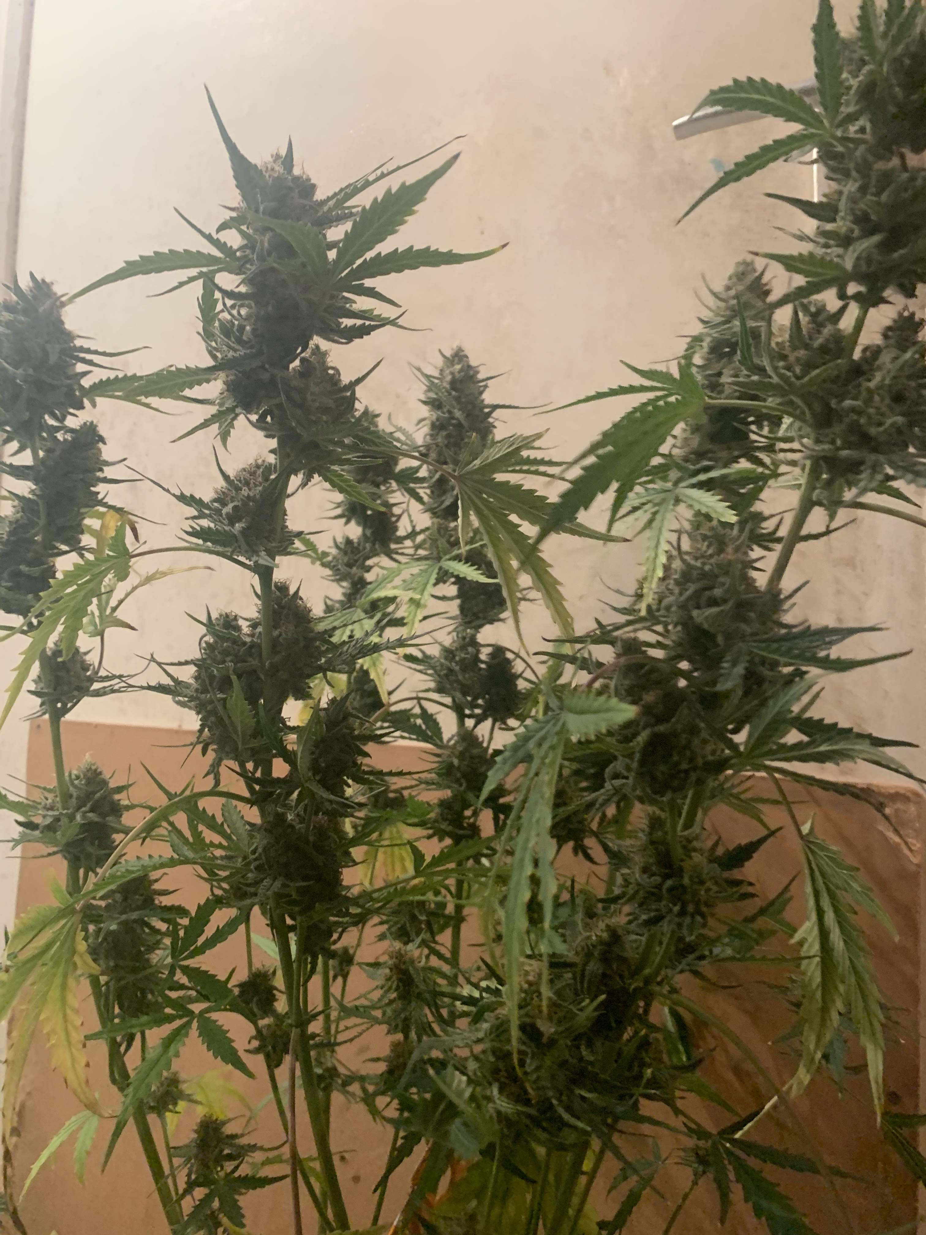 Sweet Seeds Crystal Candy XL Auto grow diary (journal) harvest8 by