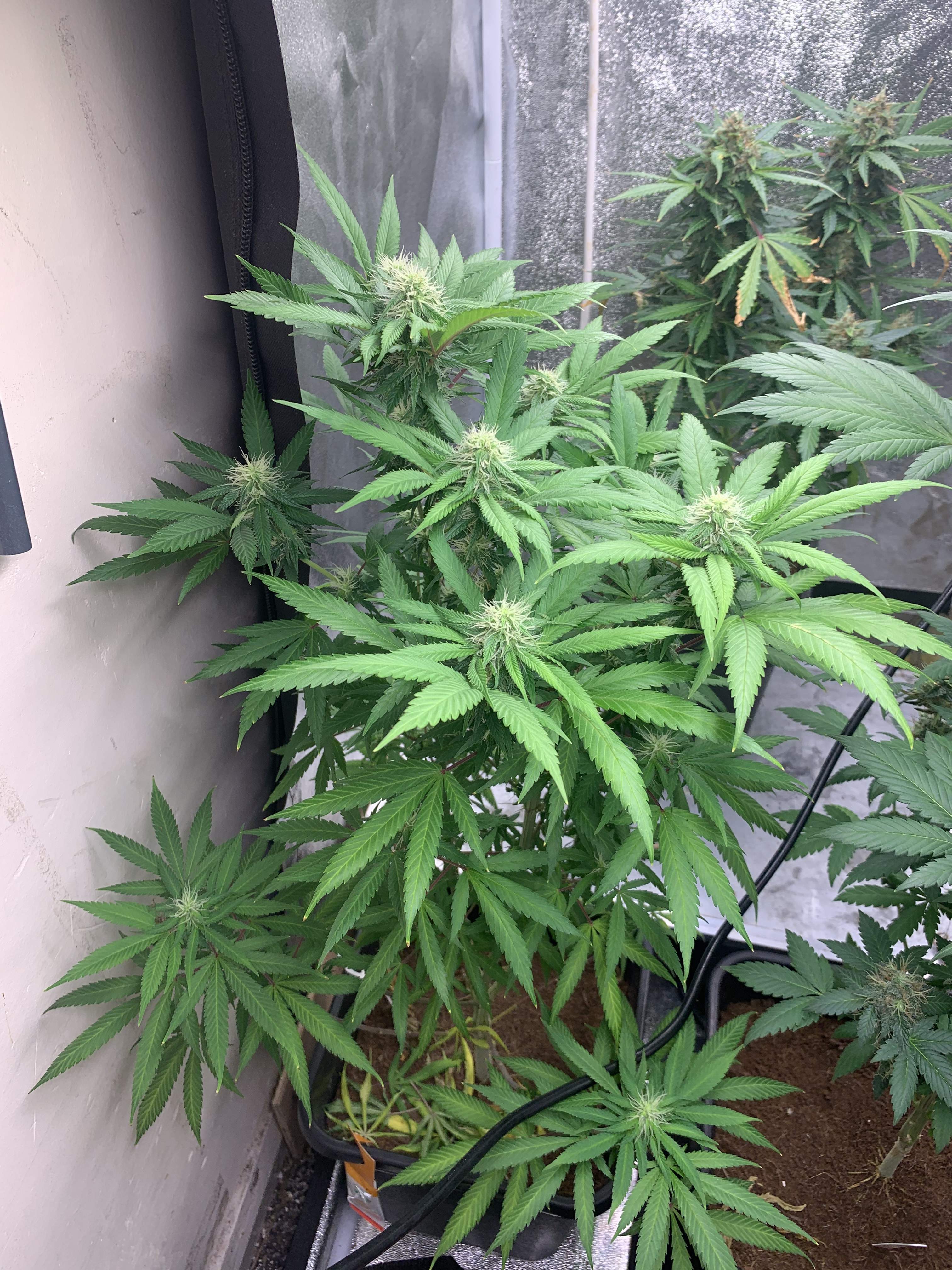 Sweet Seeds Sweet Gelato Auto®, Sweet Seeds Cream Caramel Auto® grow