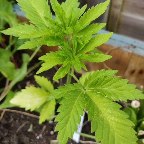 Barney's Farm Peppermint Kush grow journal by Stinkygorilla GrowDiaries