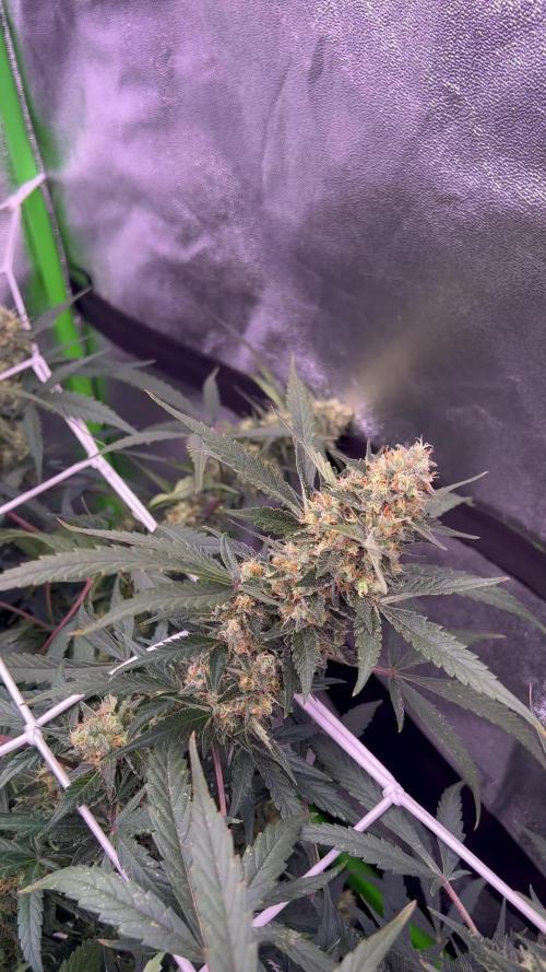 FastBuds Gorilla Glue Auto