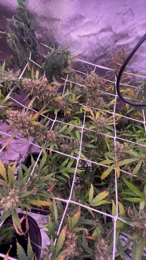 FastBuds Gorilla Glue Auto