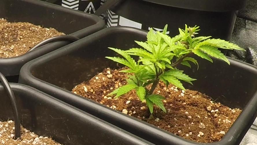Zack’s Cake (Jungle Cake x Zack’s Pie)