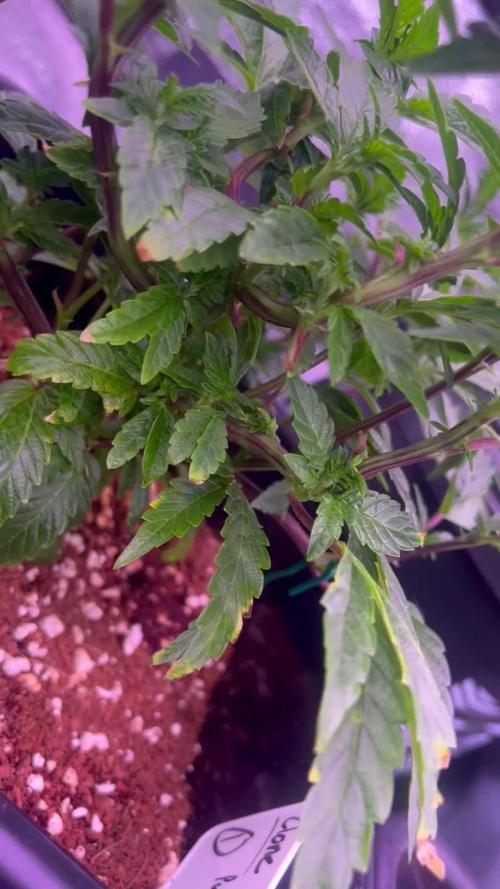 Zack’s Cake (Jungle Cake x Zack’s Pie)