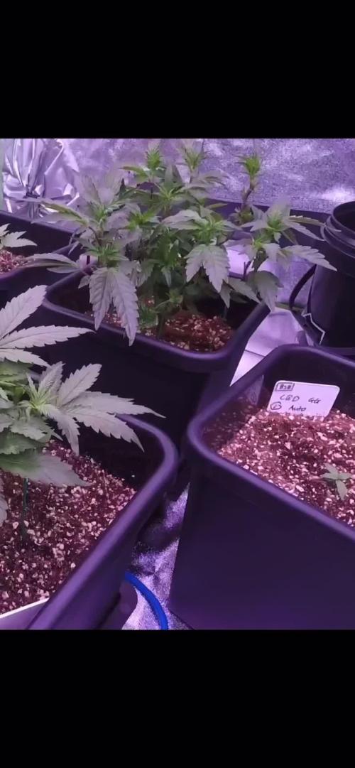 Zack’s Cake (Jungle Cake x Zack’s Pie)