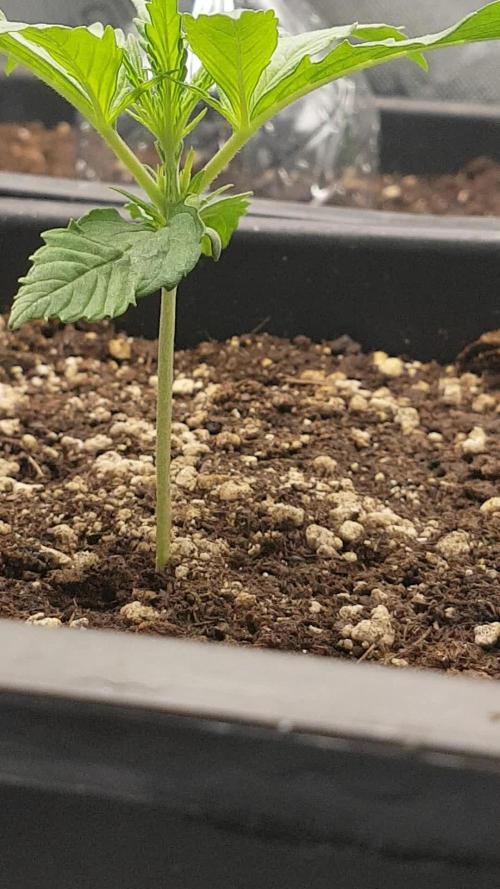 Auto Pablo Escobar Divine Seeds