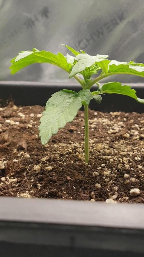 Auto Black Opium Divine Seeds