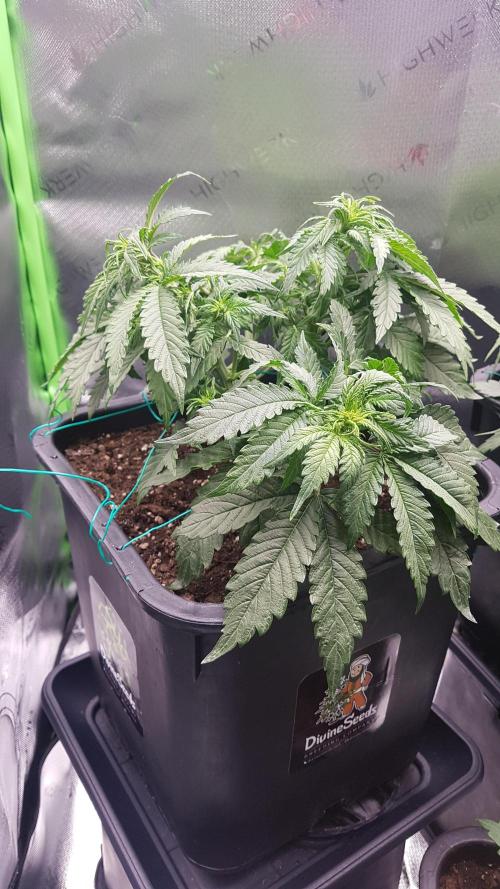 Auto Black Opium Divine Seeds. Week 8