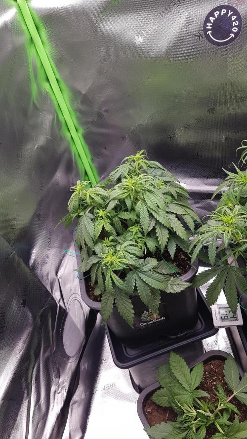 Auto Black Opium Divine Seeds. Week 8