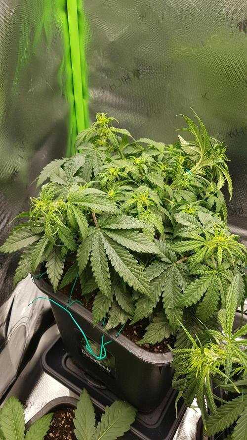 Auto Black Opium Divine Seeds. Week 8