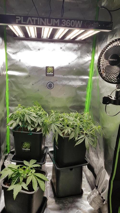 Auto Black Opium Divine Seeds. Week 8