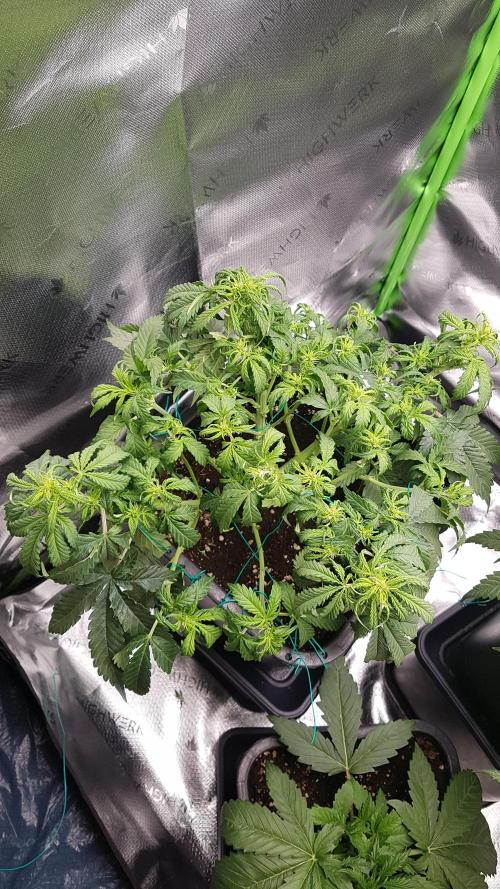 Auto Black Opium Divine Seeds. Week 8