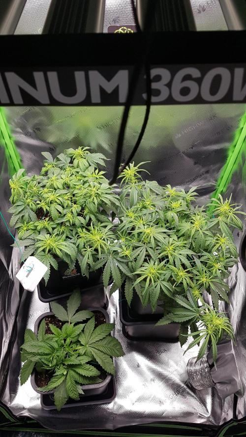 Auto Black Opium Divine Seeds. Week 8