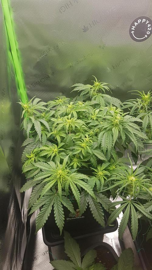 Auto Black Opium Divine Seeds. Week 8