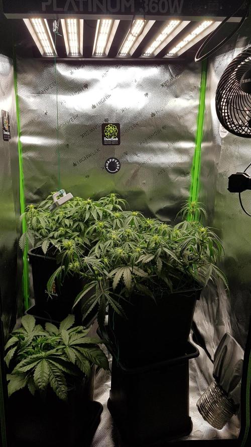 Auto Black Opium Divine Seeds. Week 8