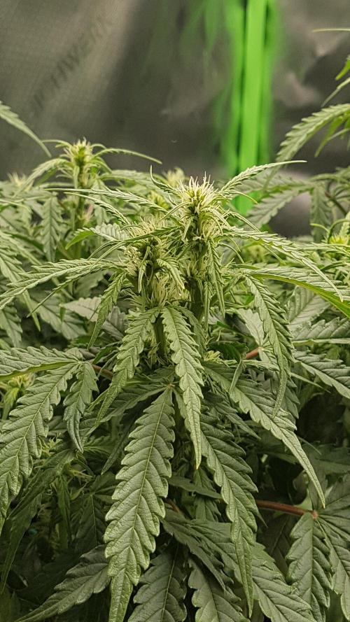 Auto Black Opium Divine Seeds. Week 9