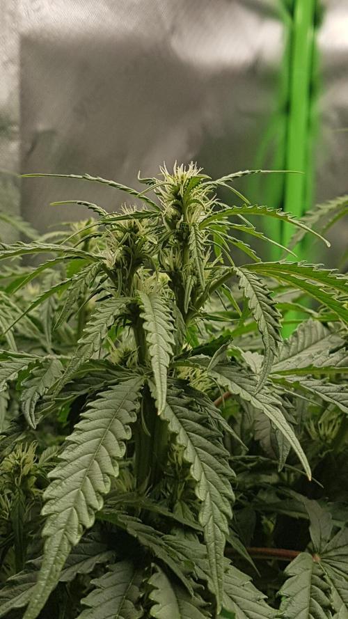 Auto Black Opium Divine Seeds. Week 9