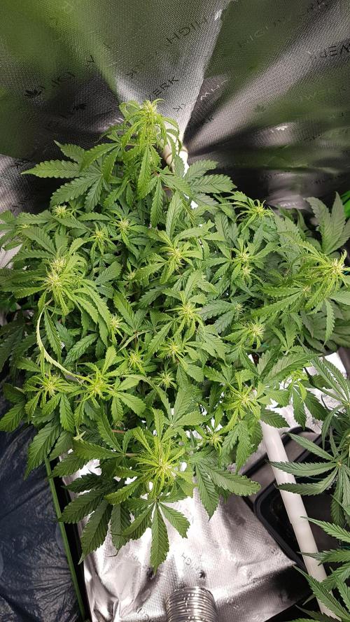 Auto Black Opium Divine Seeds. Week 9