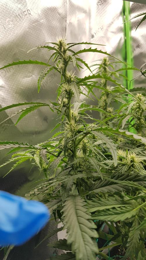 Auto Black Opium Divine Seeds. Week 9