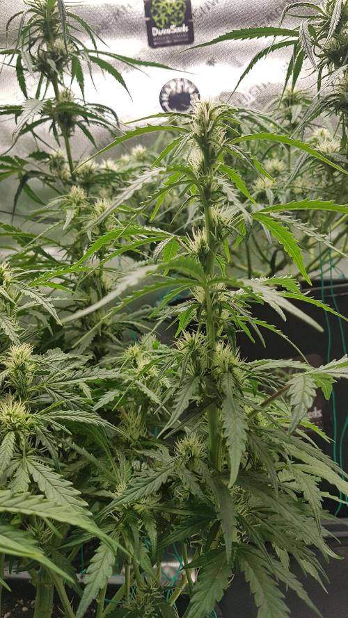 Auto Black Opium Divine Seeds. Week 9