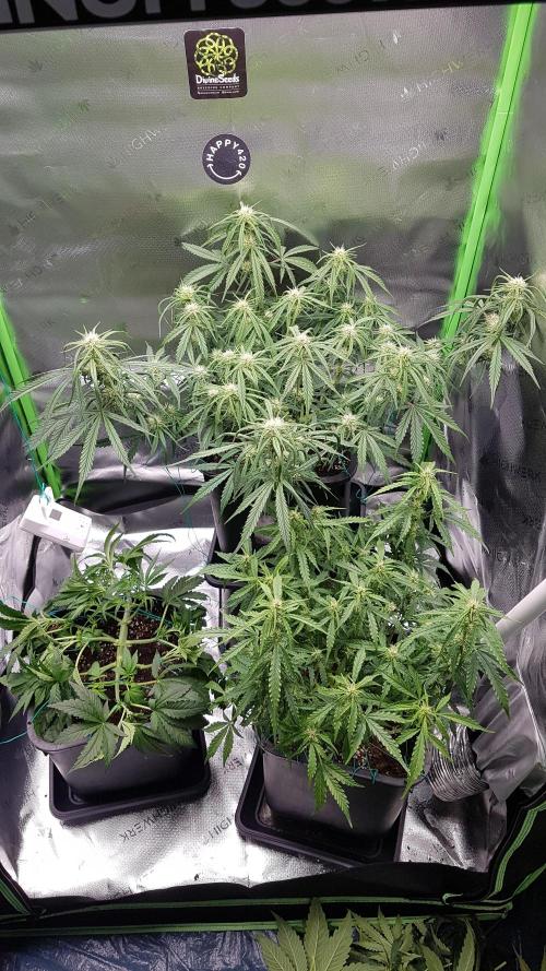Auto Black Opium Divine Seeds. Week 9