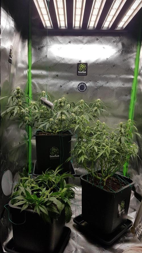 Auto Black Opium Divine Seeds. Week 9