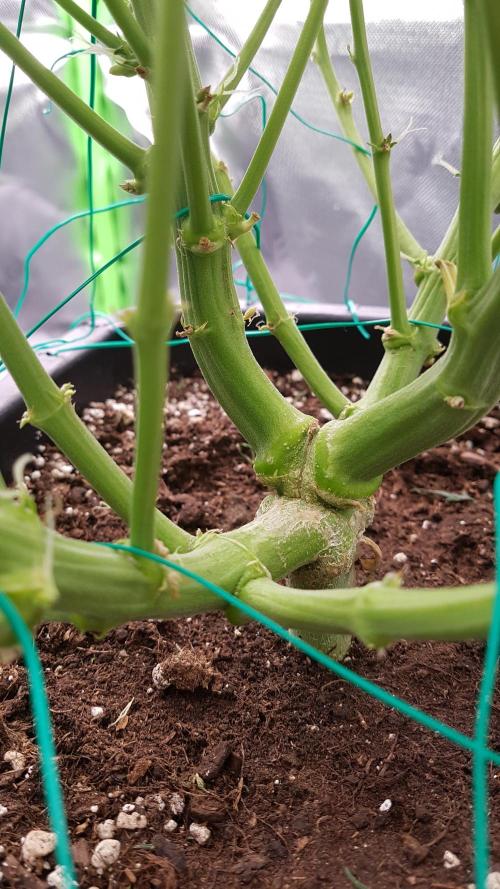 Auto Black Opium Divine Seeds. Week 9