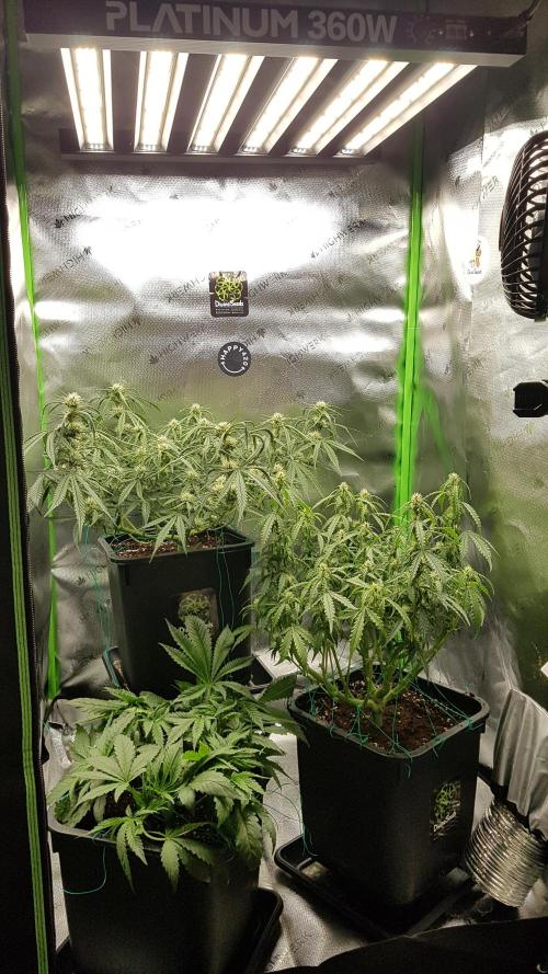 Auto Black Opium Divine Seeds. Week 10