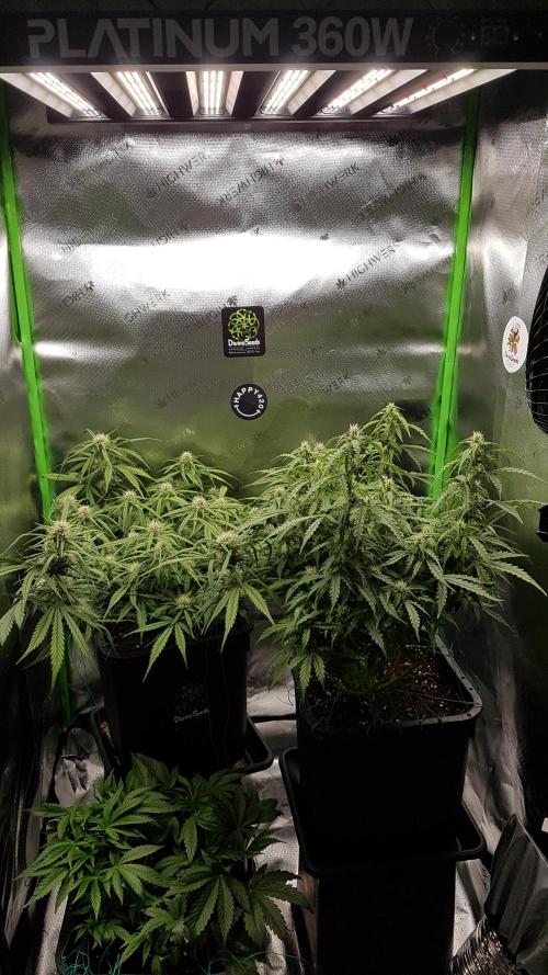 Auto Black Opium Divine Seeds. Week 10