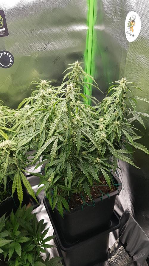 Auto Black Opium Divine Seeds. Week 10