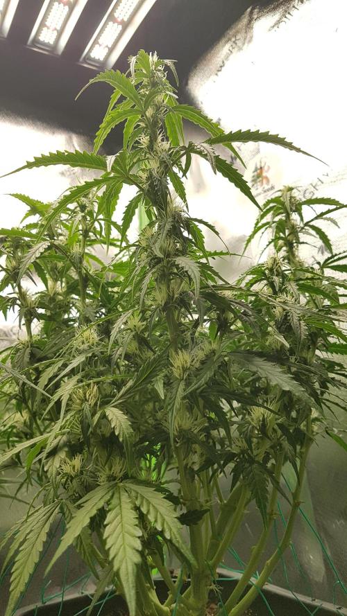 Auto Black Opium Divine Seeds. Week 10