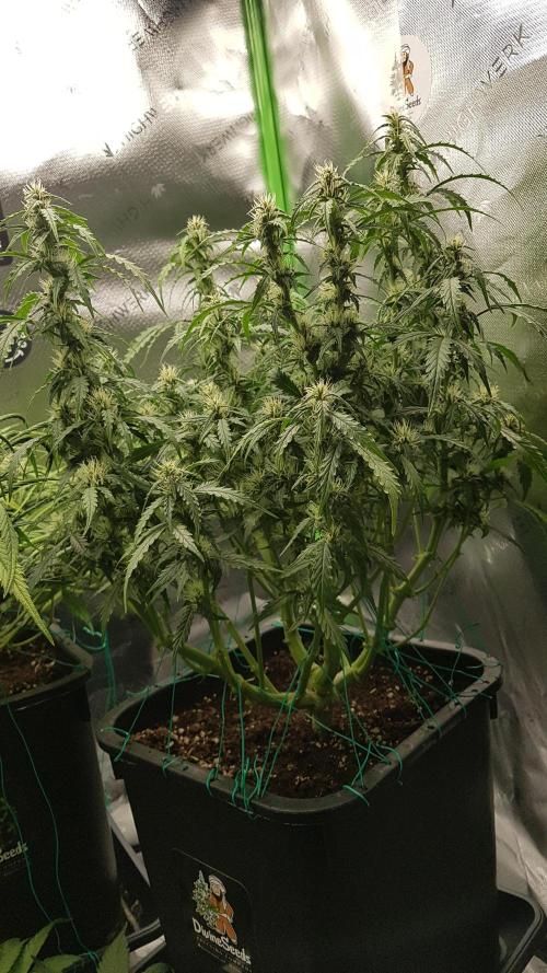 Auto Black Opium Divine Seeds. Week 10