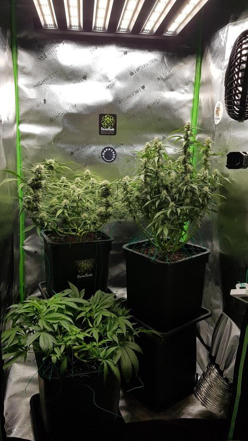 Auto Black Opium Divine Seeds. Week 10