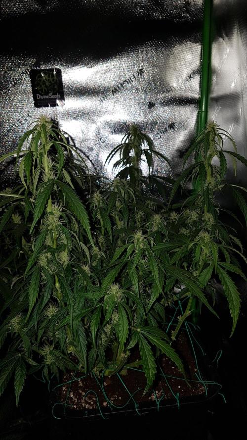 Auto Black Opium Divine Seeds. Week 10