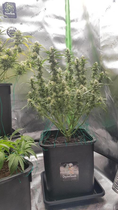 Auto Black Opium Divine Seeds. Week 11