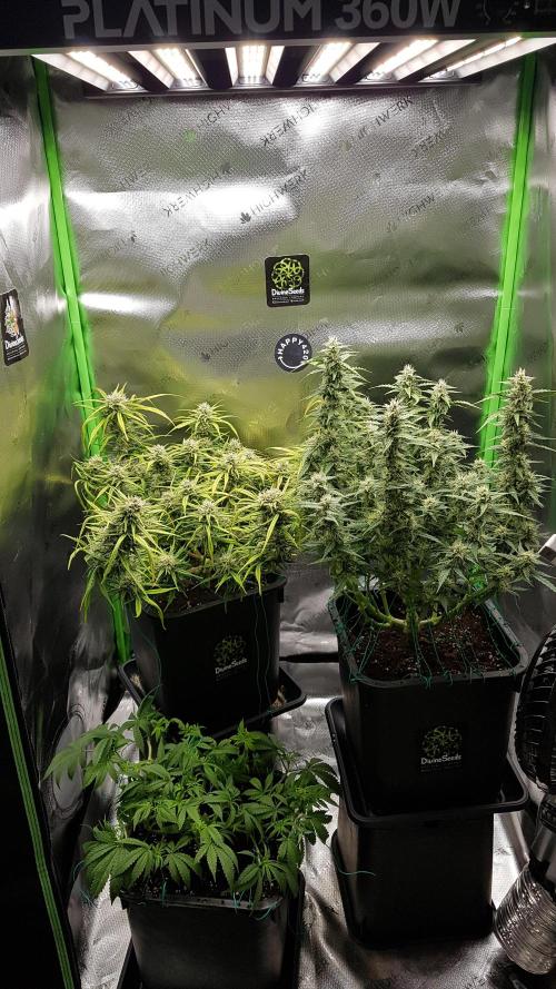 Auto Black Opium Divine Seeds. Week 11