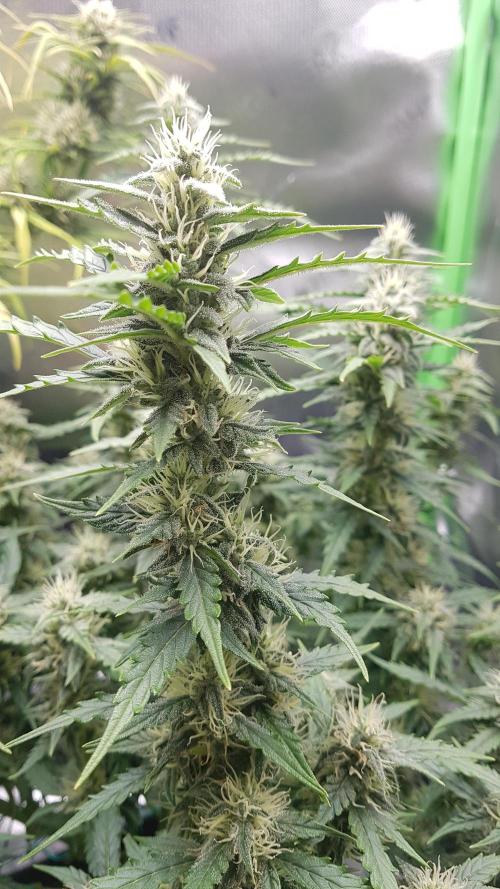 Auto Black Opium Divine Seeds. Week 11