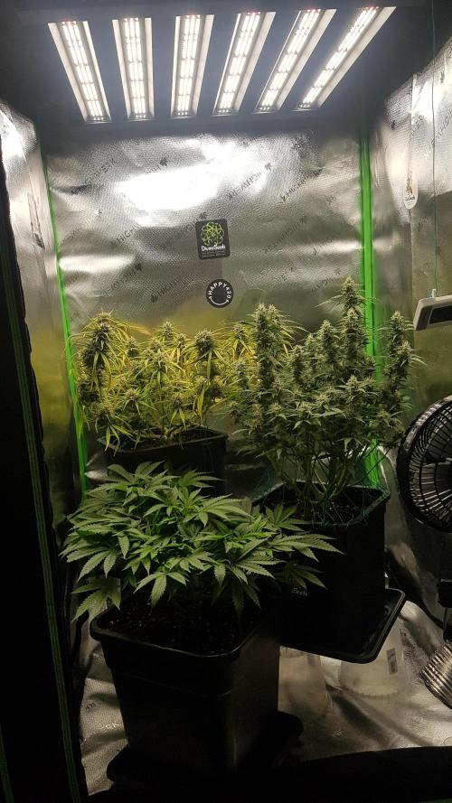 Auto Black Opium Divine Seeds. Week 11