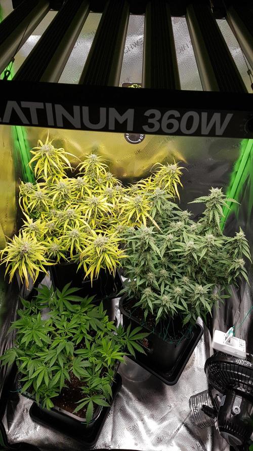 Auto Black Opium Divine Seeds. Week 11