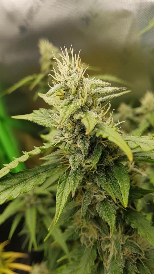 Auto Black Opium Divine Seeds. Week 11